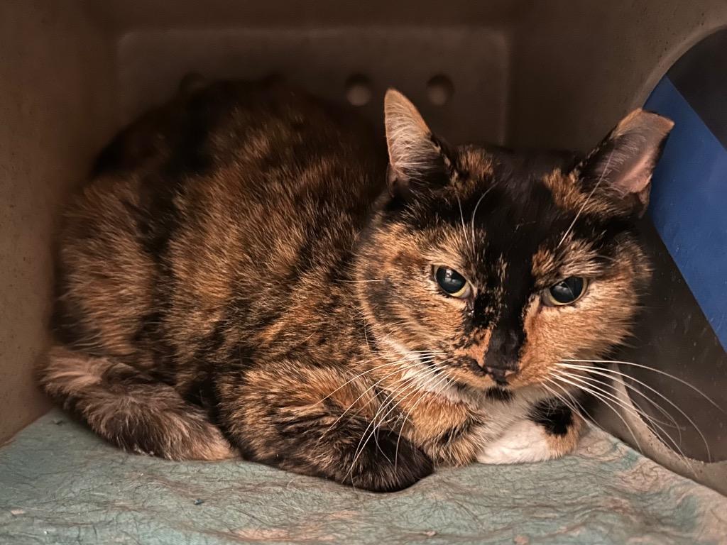 Penelope thumbnail 2