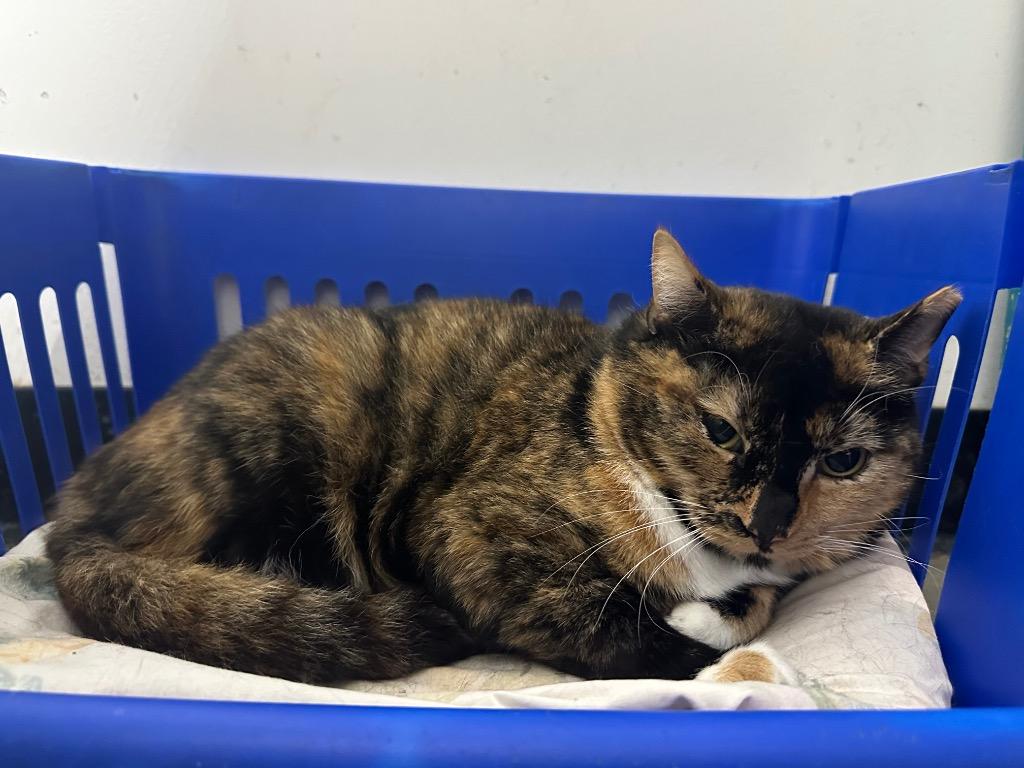 Penelope thumbnail 3