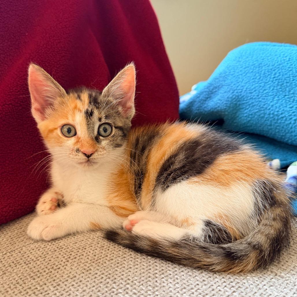 Pinky, Adoptable, Kitten Female Domestic Short Hair.