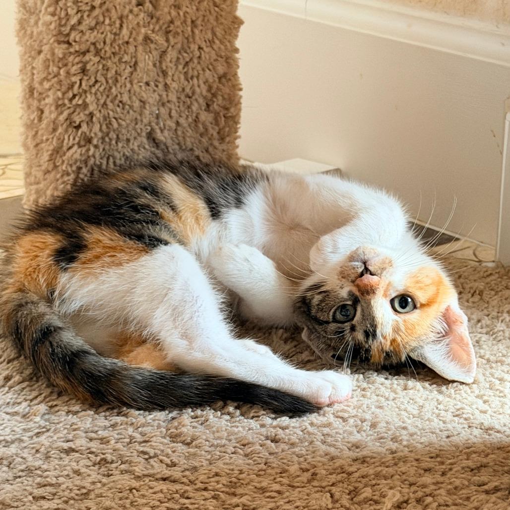 Enlarge Pinky, a Adoptable Domestic Short Hair in Jupiter, FL image 2/6