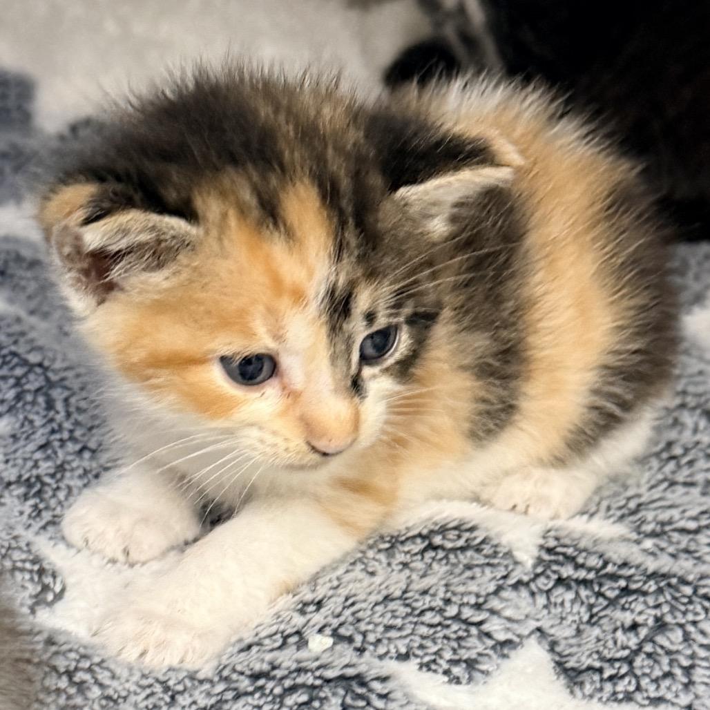 Enlarge Pinky, a Adoptable Domestic Short Hair in Jupiter, FL image 3/6