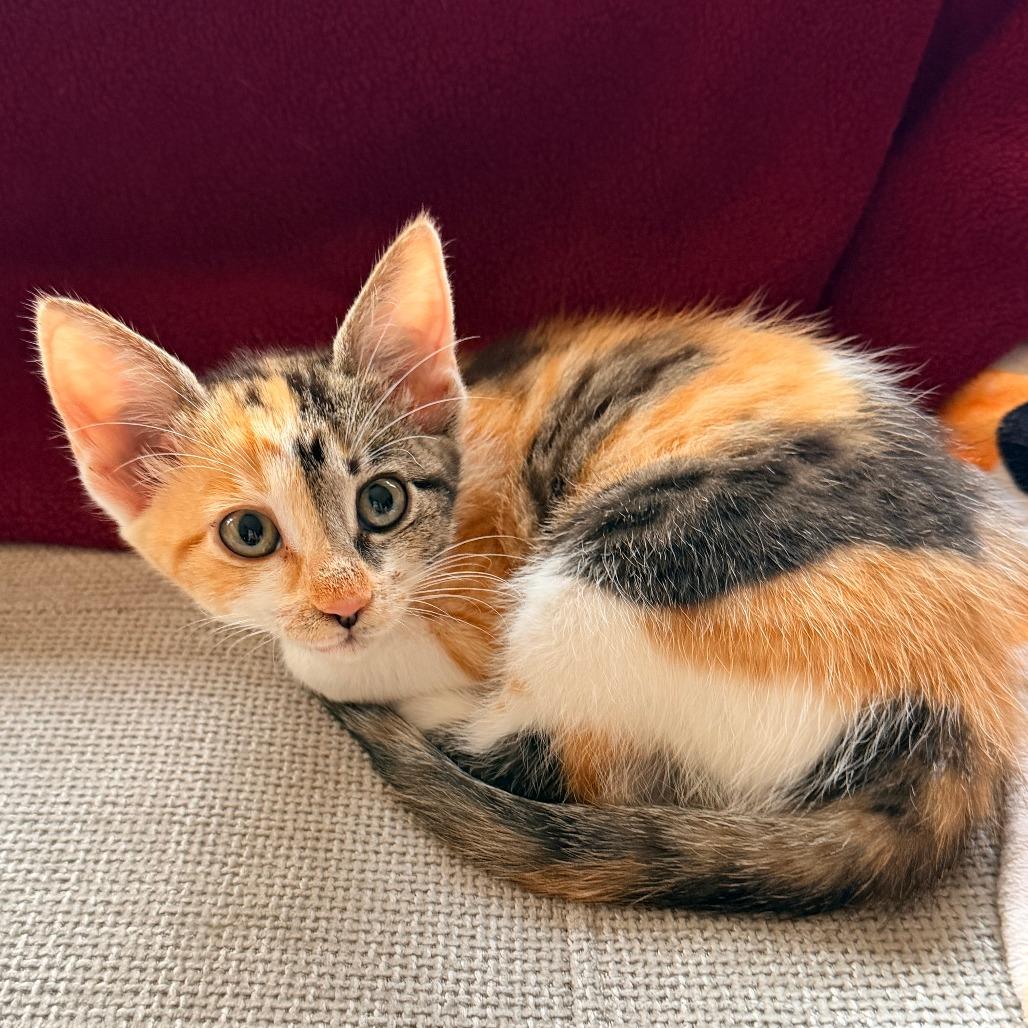 Enlarge Pinky, a Adoptable Domestic Short Hair in Jupiter, FL image 4/6