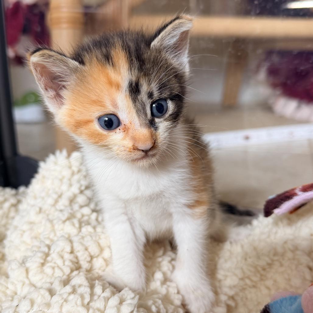 Enlarge Pinky, a Adoptable Domestic Short Hair in Jupiter, FL image 5/6