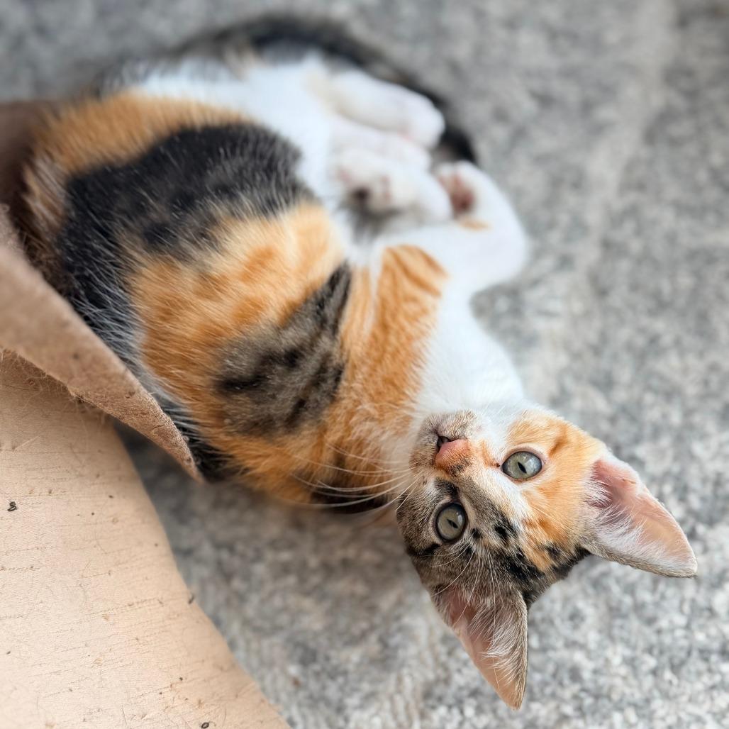 Enlarge Pinky, a Adoptable Domestic Short Hair in Jupiter, FL image 6/6