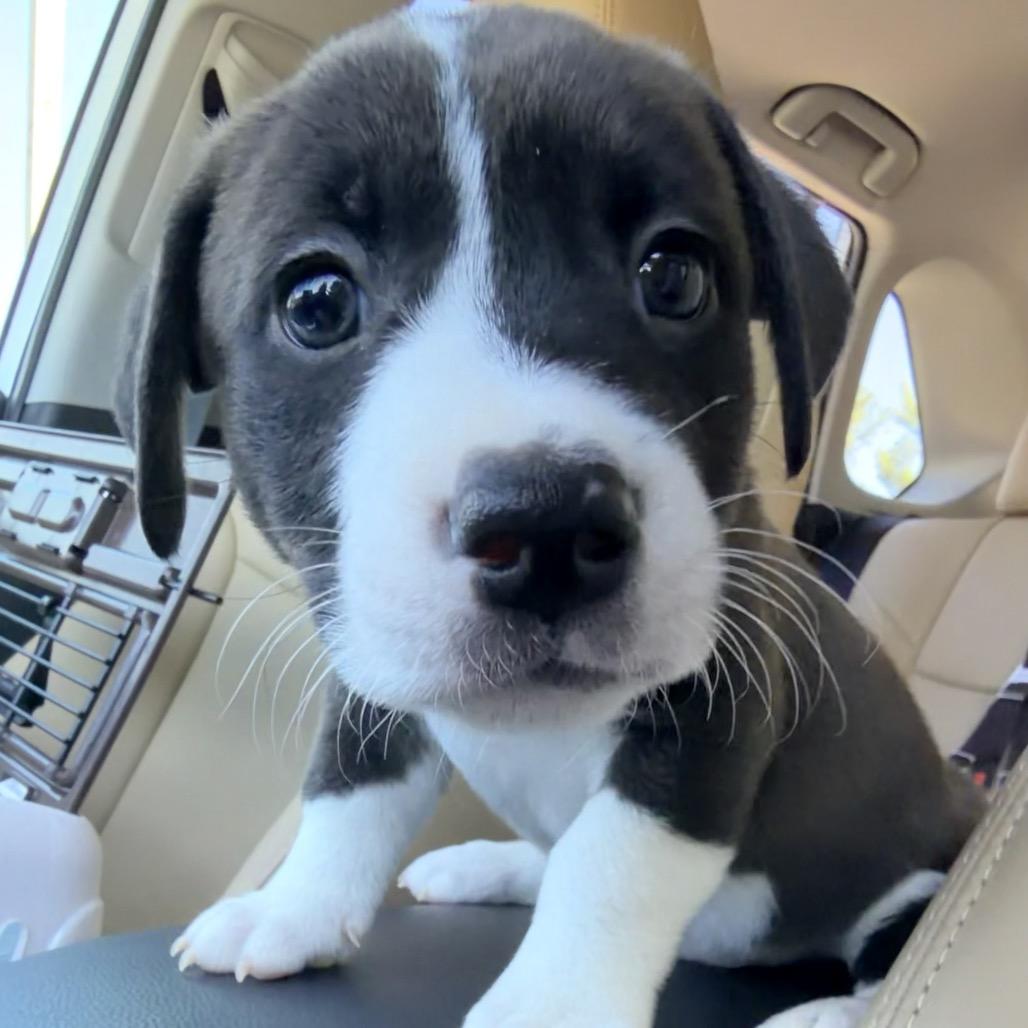 Enlarge Chuckle, a Adoptable mixed breed in Durham, NC image 2/6