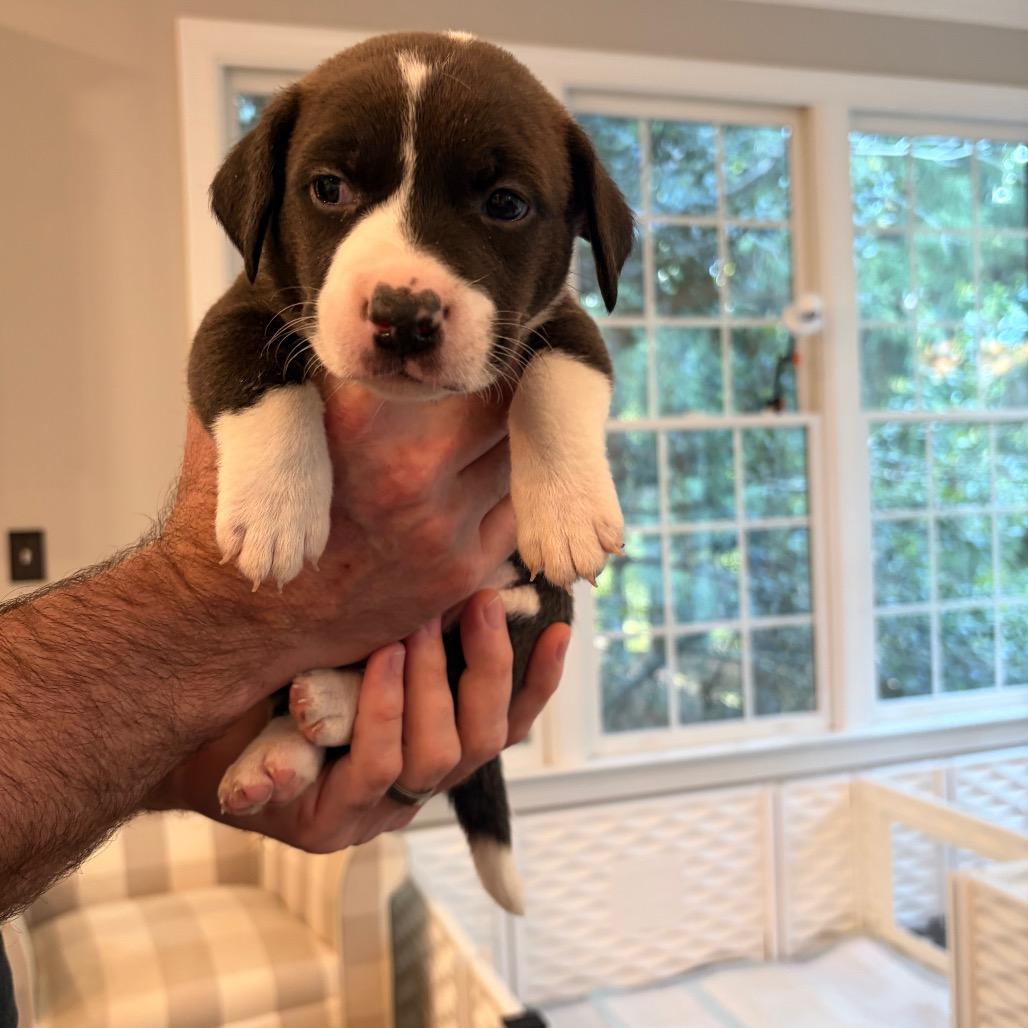 Enlarge Chuckle, a Adoptable mixed breed in Durham, NC image 3/6