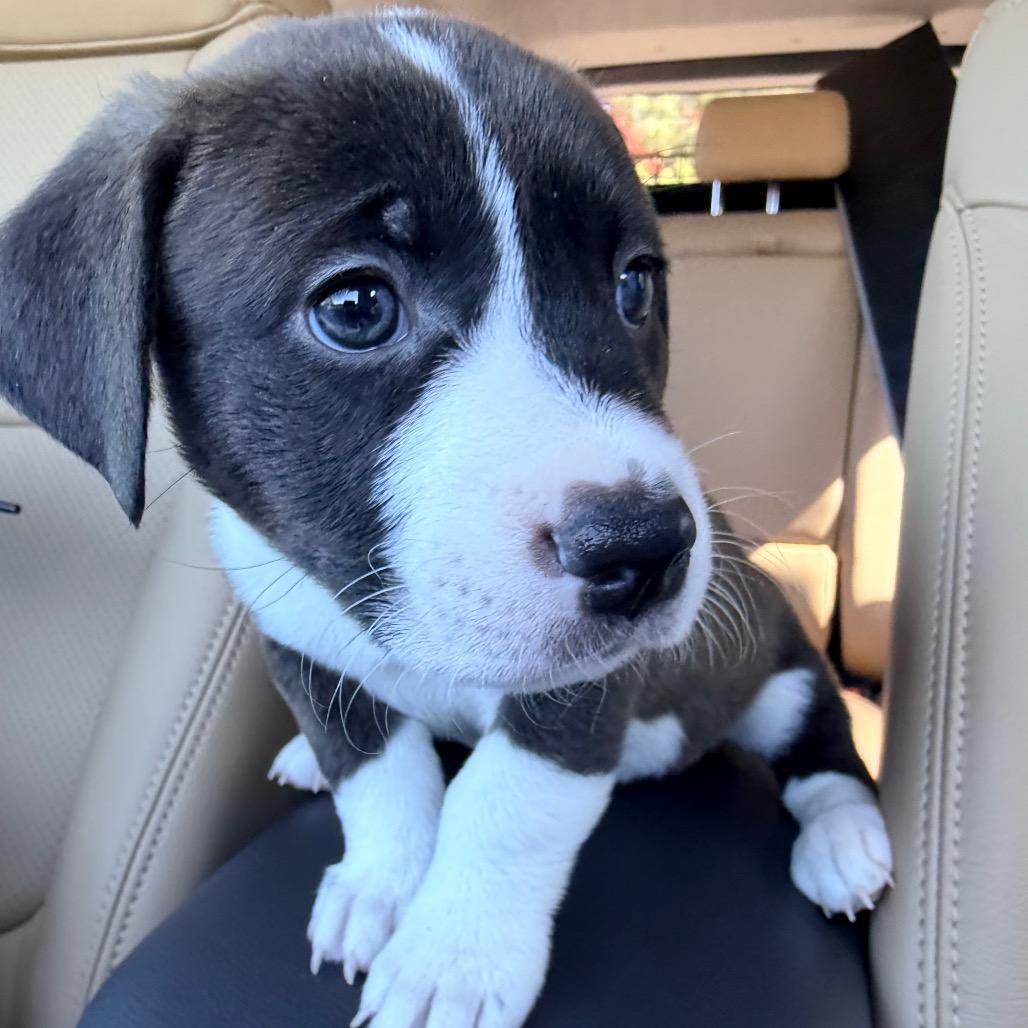 Enlarge Chuckle, a Adoptable mixed breed in Durham, NC image 4/6