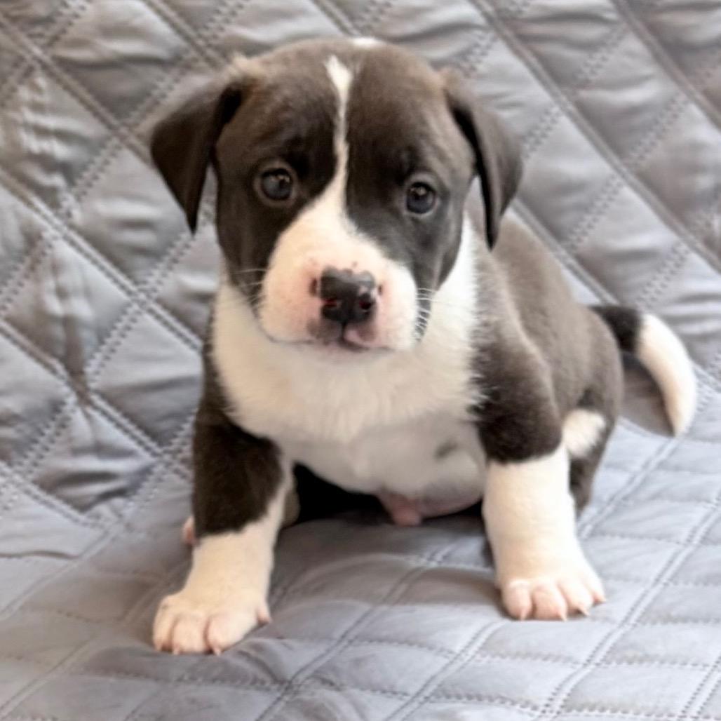 Enlarge Chuckle, a Adoptable mixed breed in Durham, NC image 5/6