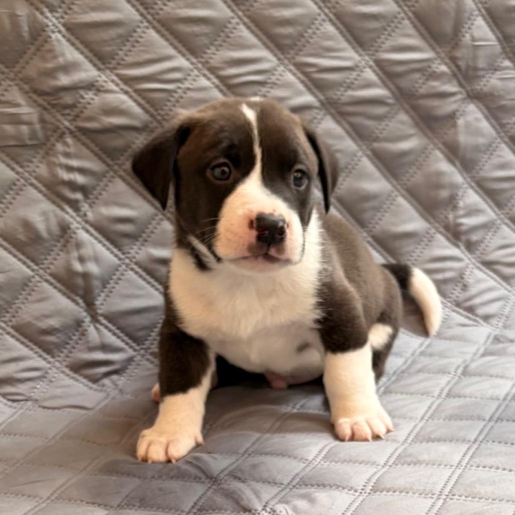 Enlarge Chuckle, a Adoptable mixed breed in Durham, NC image 6/6