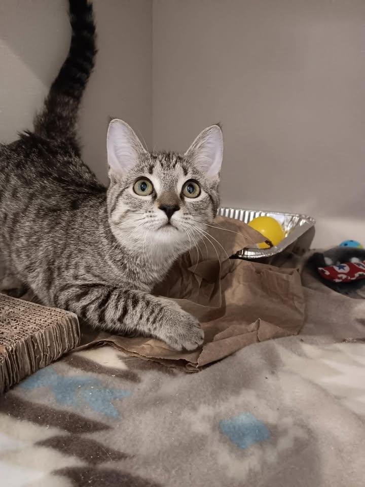 Mini Meowster, ADOPTABLE, Kitten Female Domestic Short Hair.