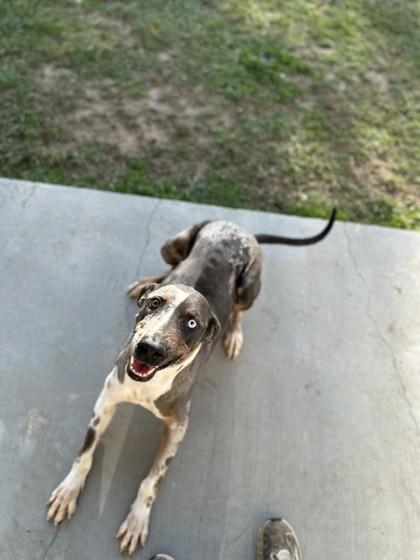 Enlarge Nyla, a Adoptable mixed breed in Violet, LA image 1/2