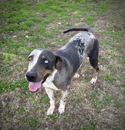 Enlarge Nyla, a Adoptable mixed breed in Violet, LA image 2/2