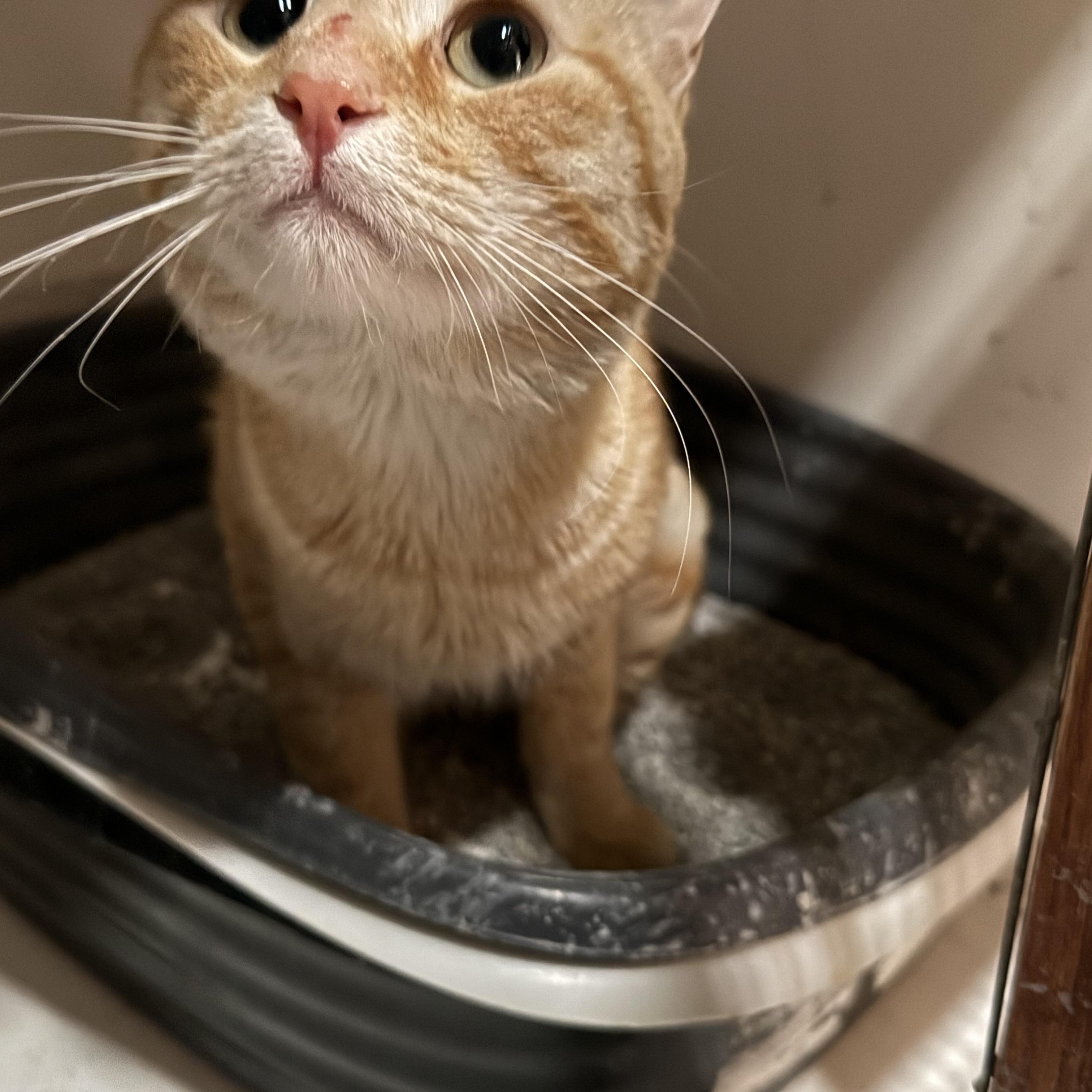 Pretty Boy, ADOPTABLE, Adult Male Domestic Short Hair.