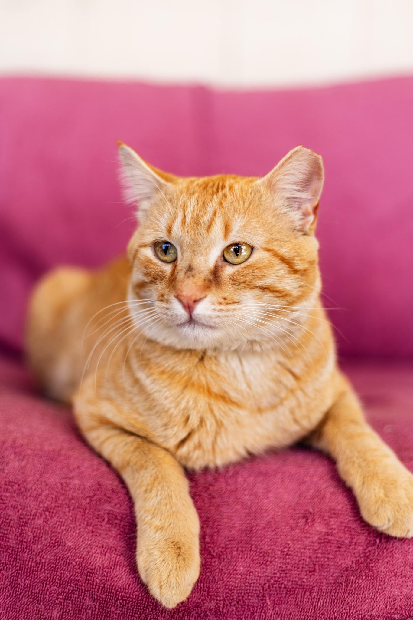 Pretty Boy, adoptable, Adult Male Domestic Short Hair.