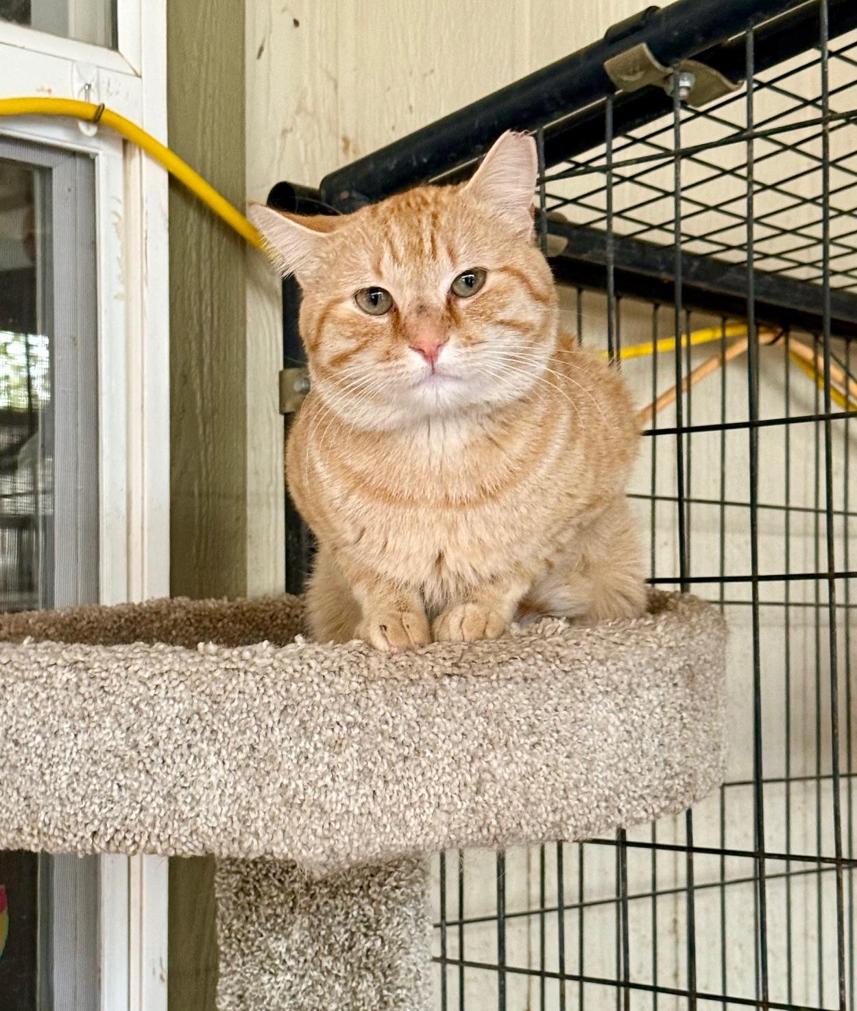 Enlarge Pretty Boy, an adoptable Domestic Short Hair in Marana, AZ image 4/4