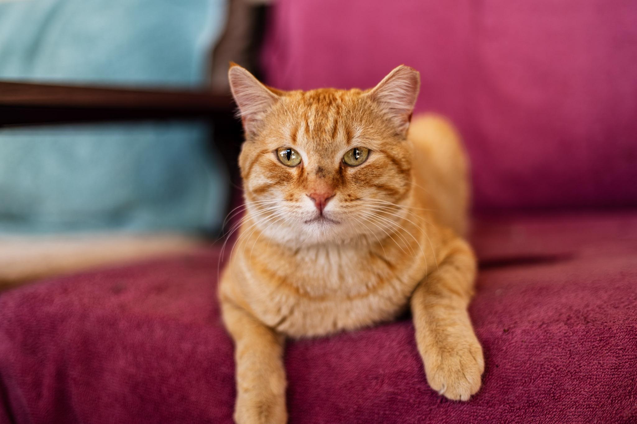 Enlarge Pretty Boy, an adoptable Domestic Short Hair in Marana, AZ image 2/4