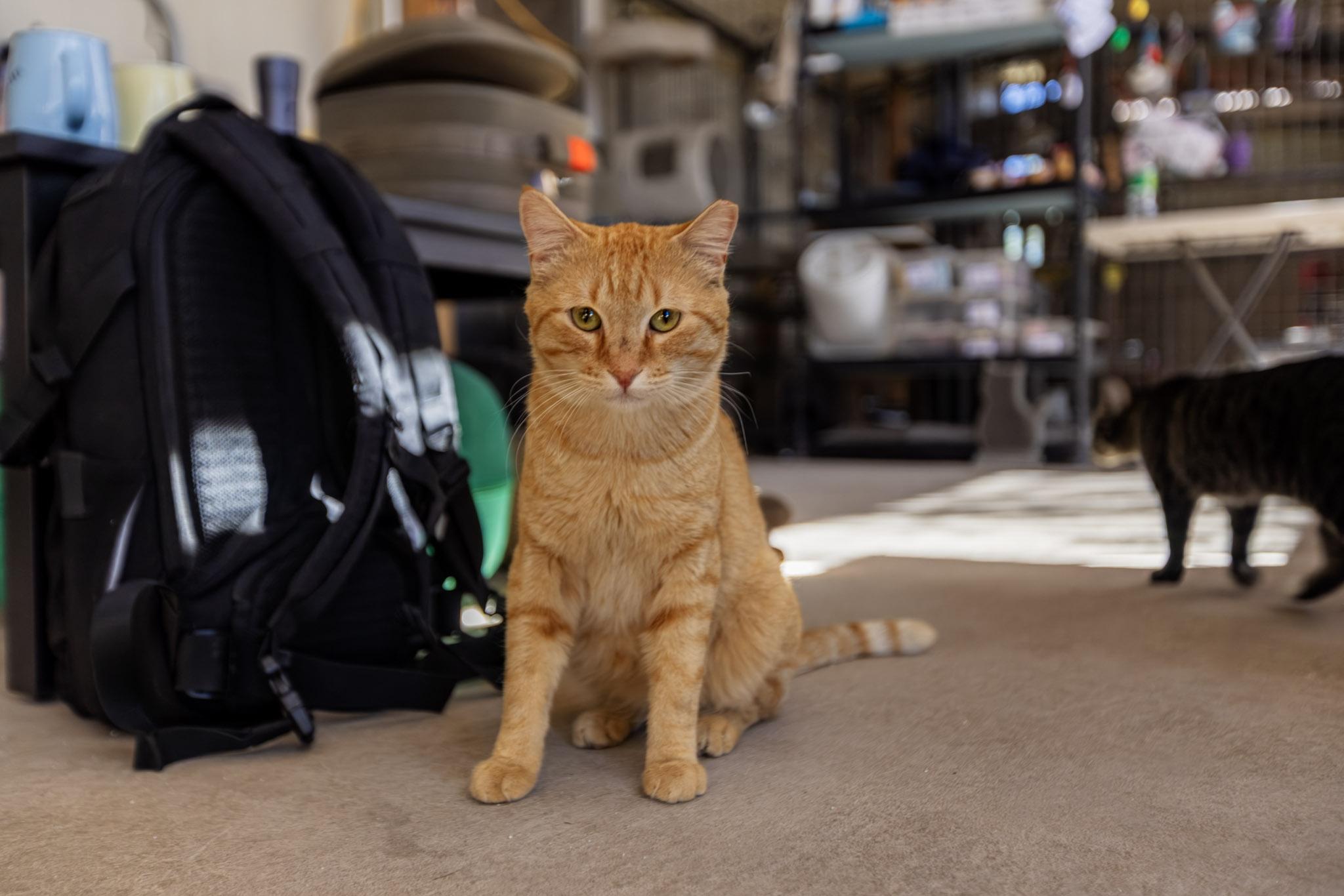 Enlarge Pretty Boy, an adoptable Domestic Short Hair in Marana, AZ image 3/4