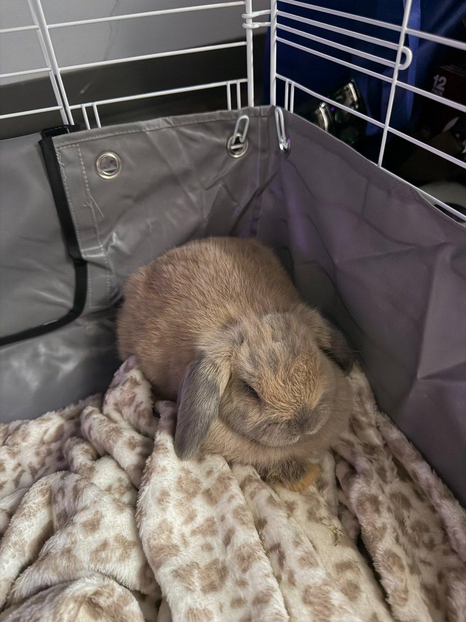 Enlarge Sunflower, a Adoption Pending Holland Lop in Raleigh, NC image 1/2