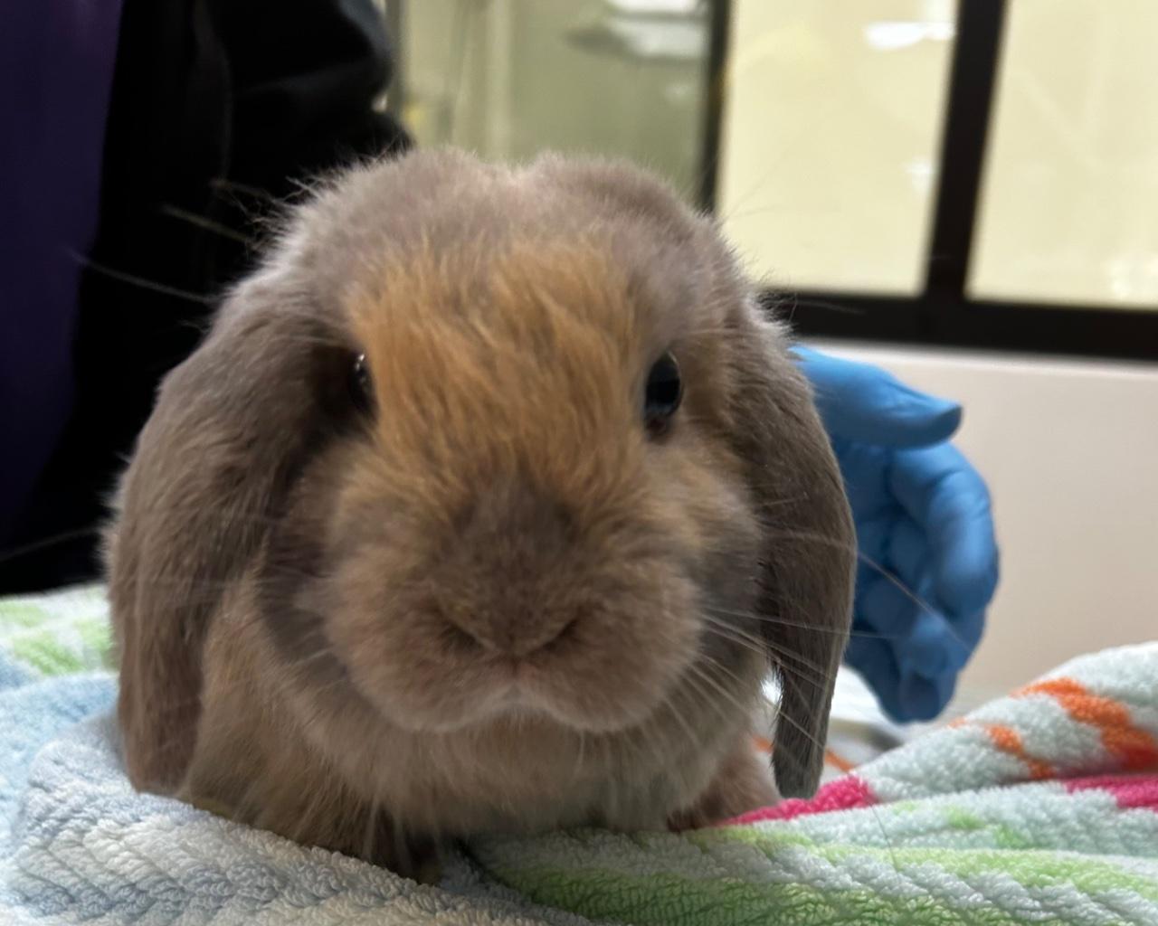 Enlarge Sunflower, a Adoption Pending Holland Lop in Raleigh, NC image 2/2
