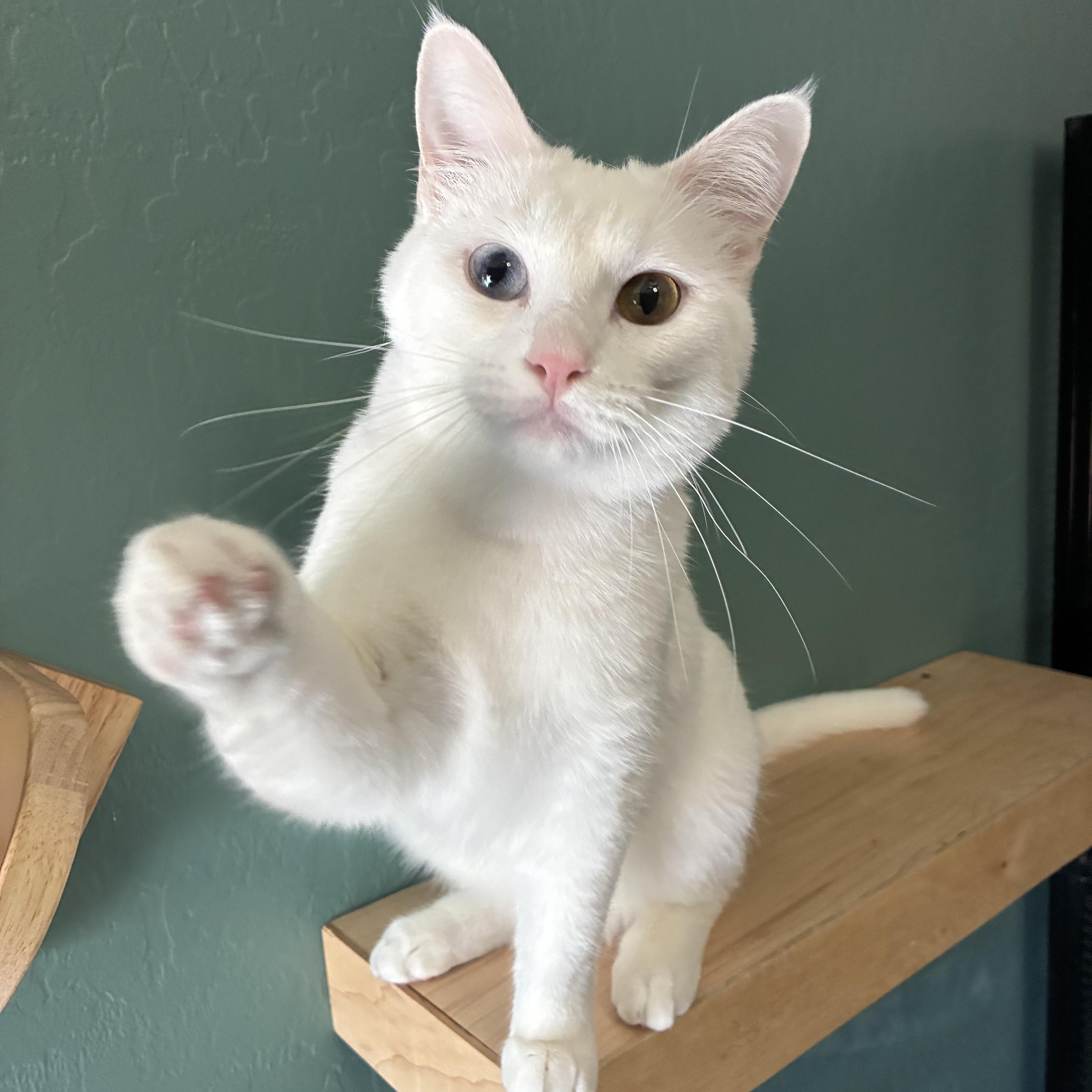 Enlarge Blair, a Adoptable mixed breed in queen creek, AZ image 1/5