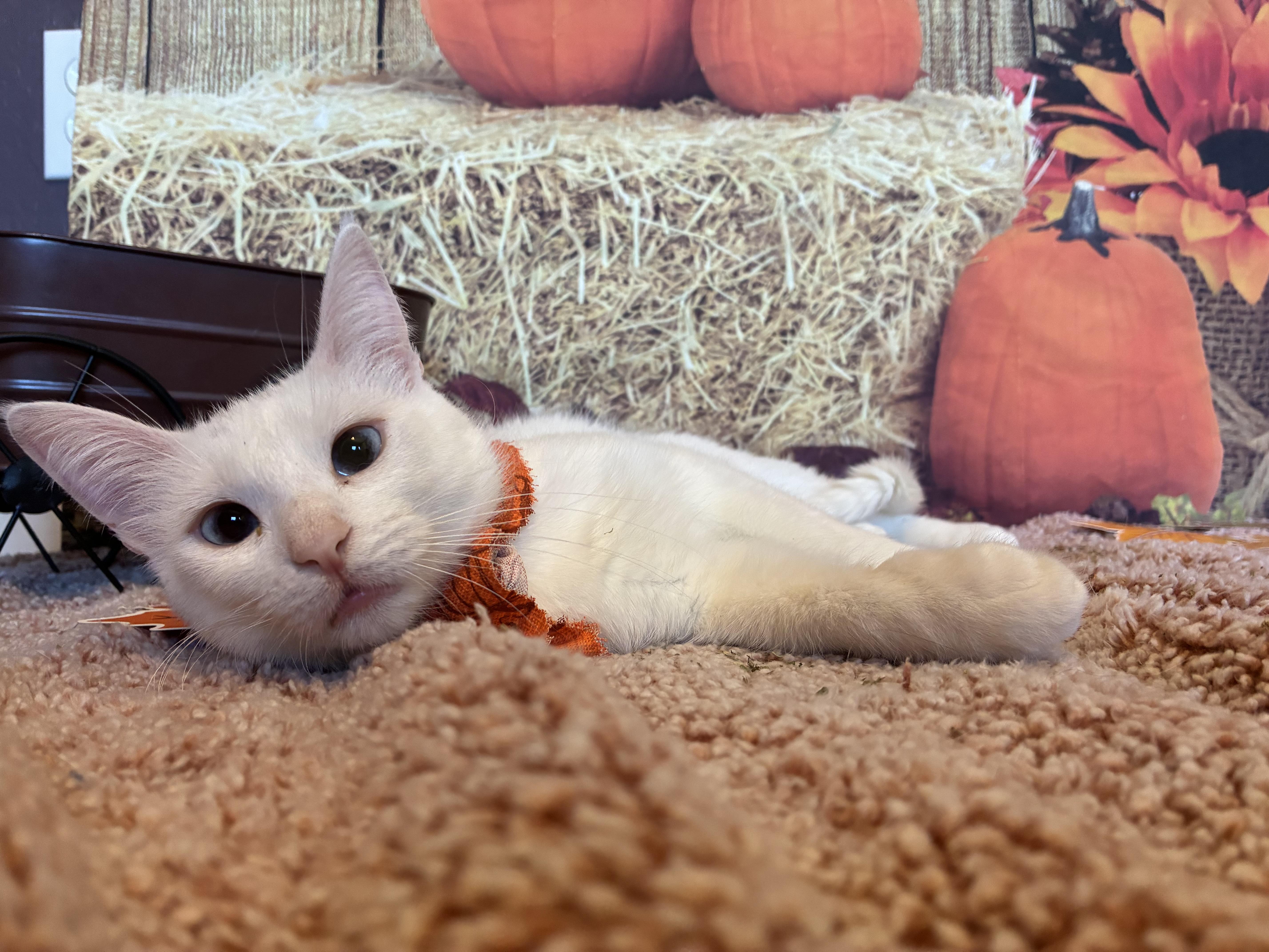 Enlarge Blair, a Adoptable mixed breed in queen creek, AZ image 5/5