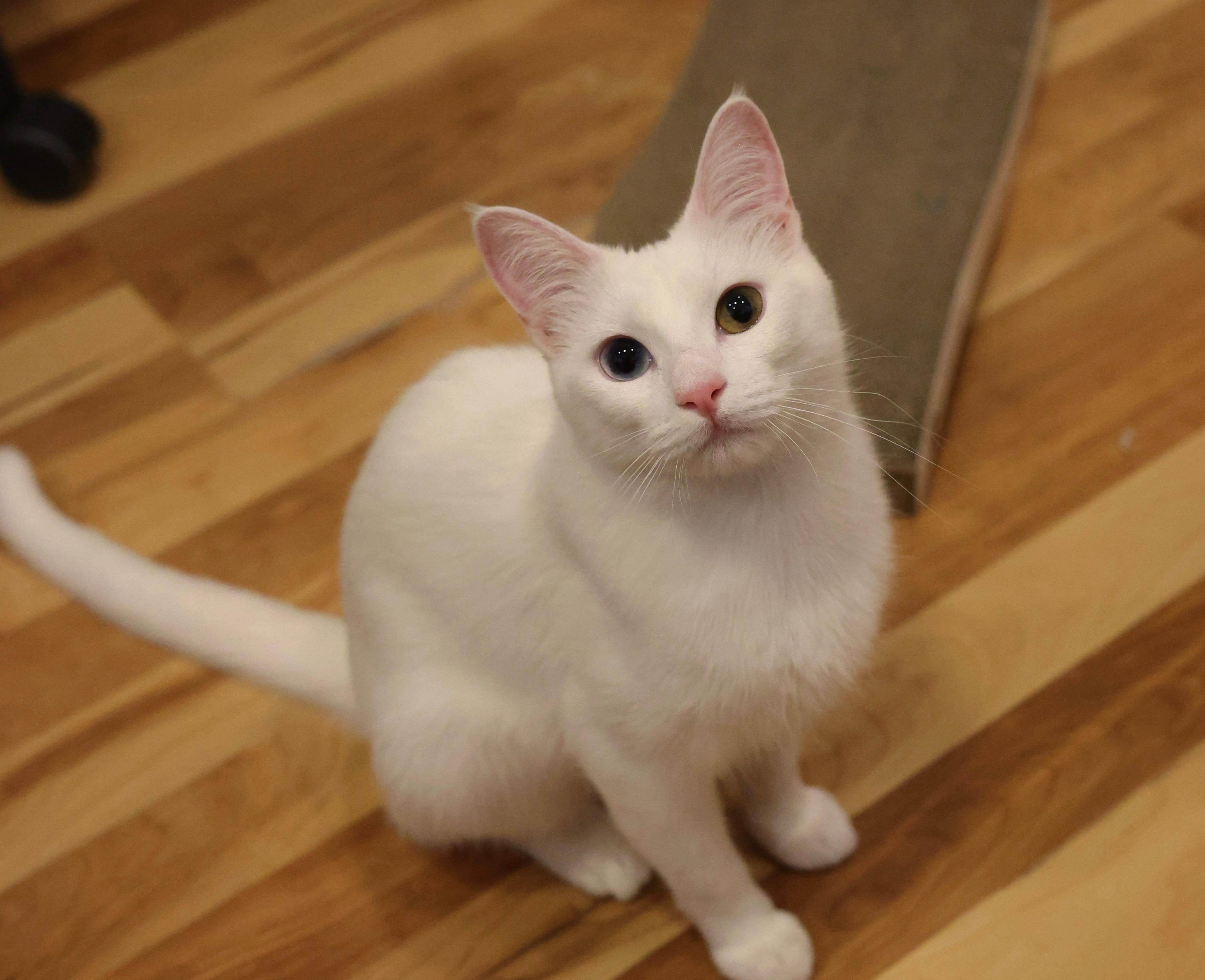 Enlarge Blair, a Adoptable mixed breed in queen creek, AZ image 2/5