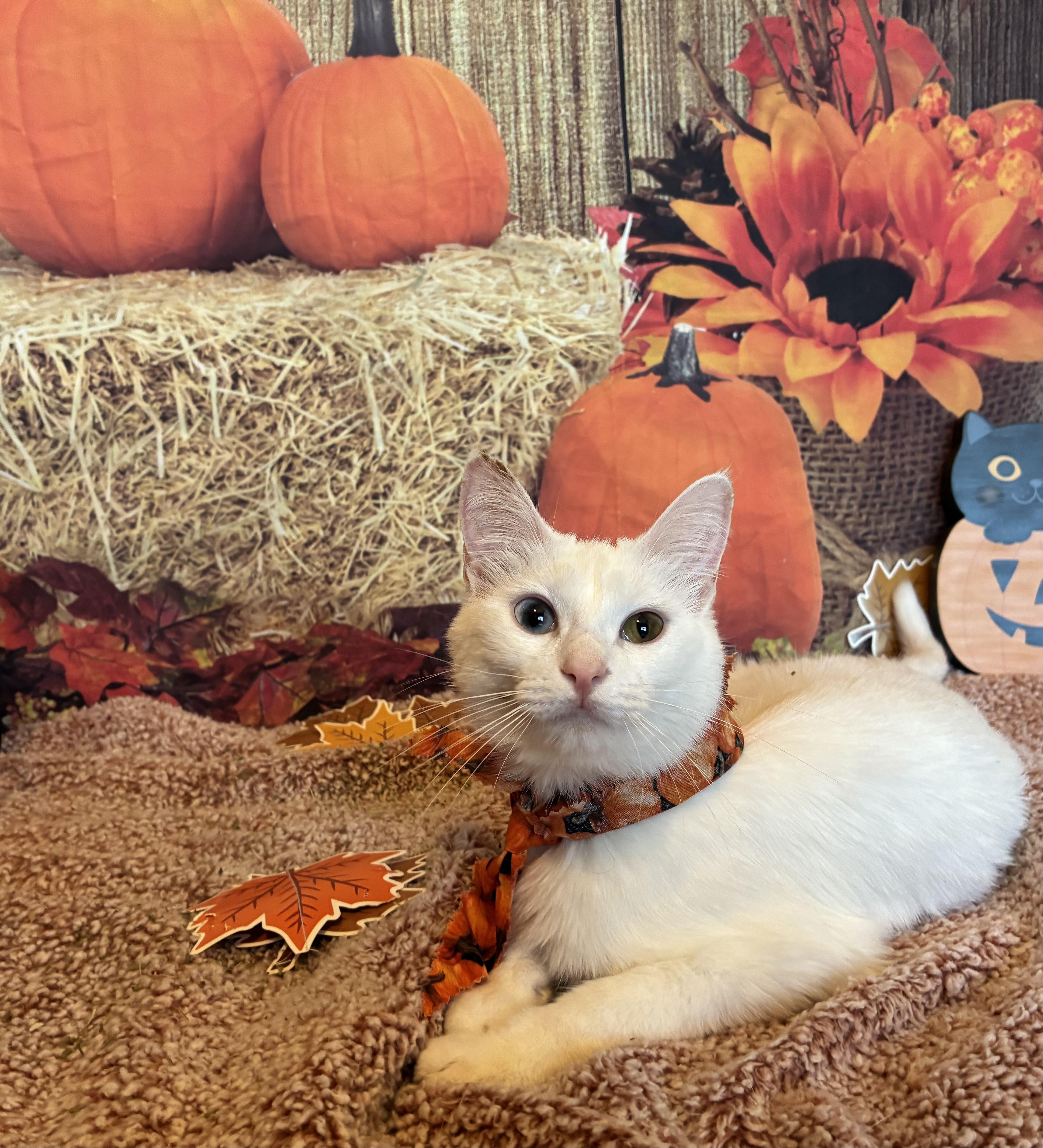 Blair, Adoptable, Young Female Siamese & Domestic Short Hair.