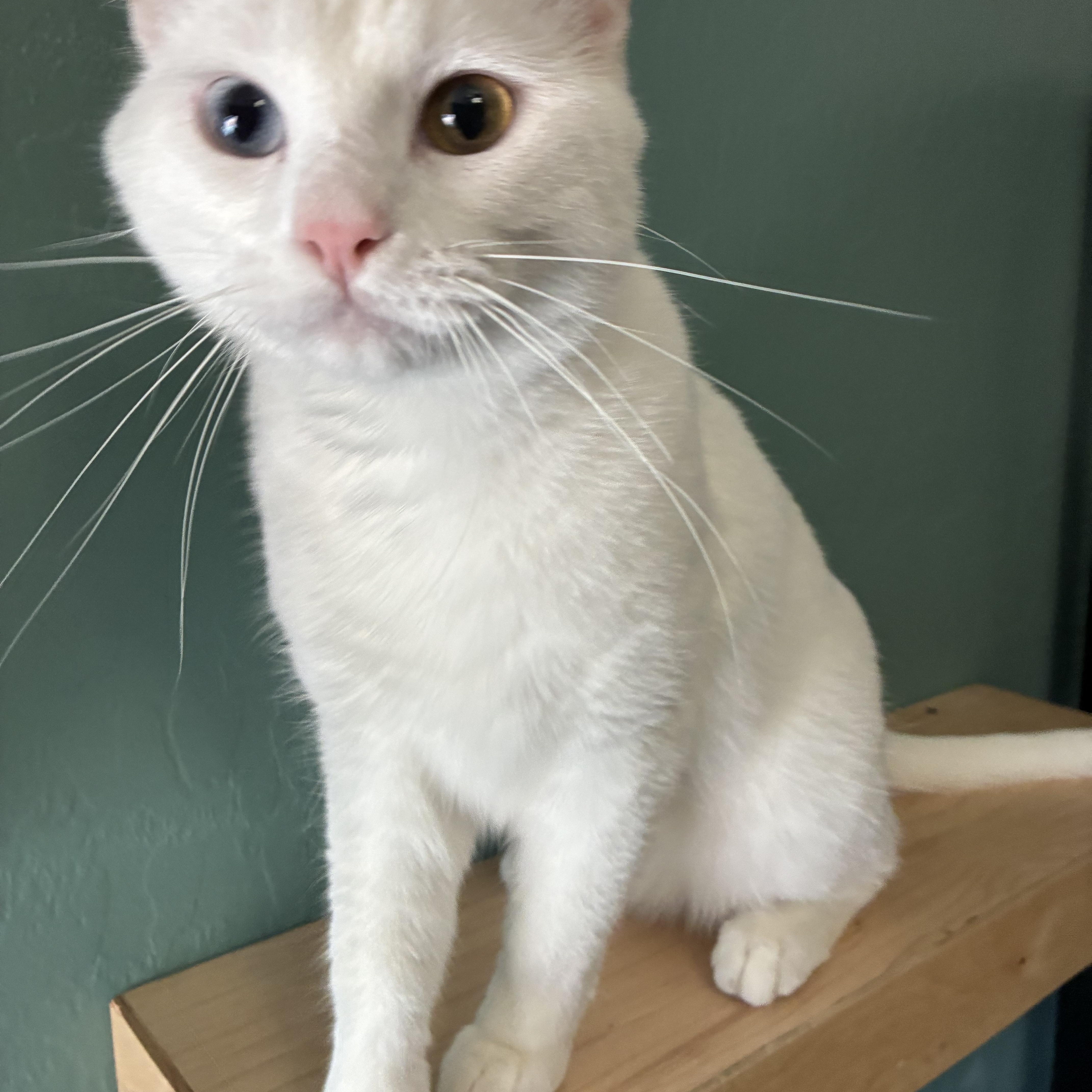 Enlarge Blair, a Adoptable mixed breed in queen creek, AZ image 3/5