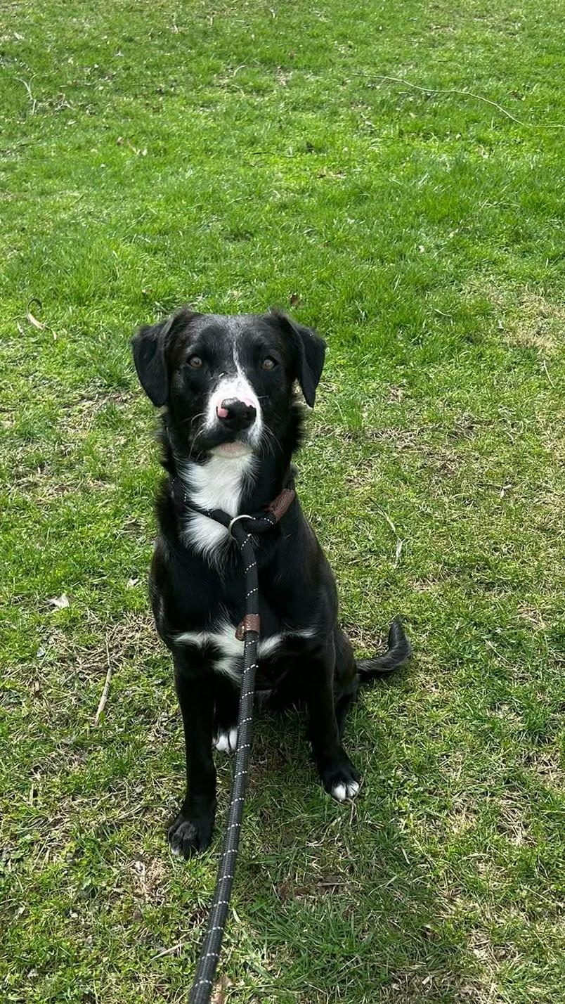 Buster , ADOPTABLE, Adult Male Mixed Breed.