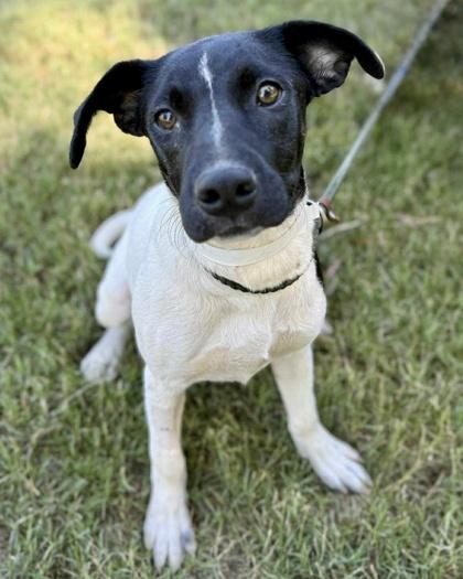 Valentine, a Adoptable mixed breed in Malvern, PA image 1/3