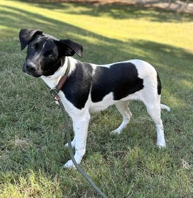 Valentine, Adoptable, Puppy Female Labrador Retriever & Mixed Breed.
