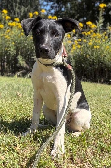 Valentine, a Adoptable mixed breed in Malvern, PA image 3/3