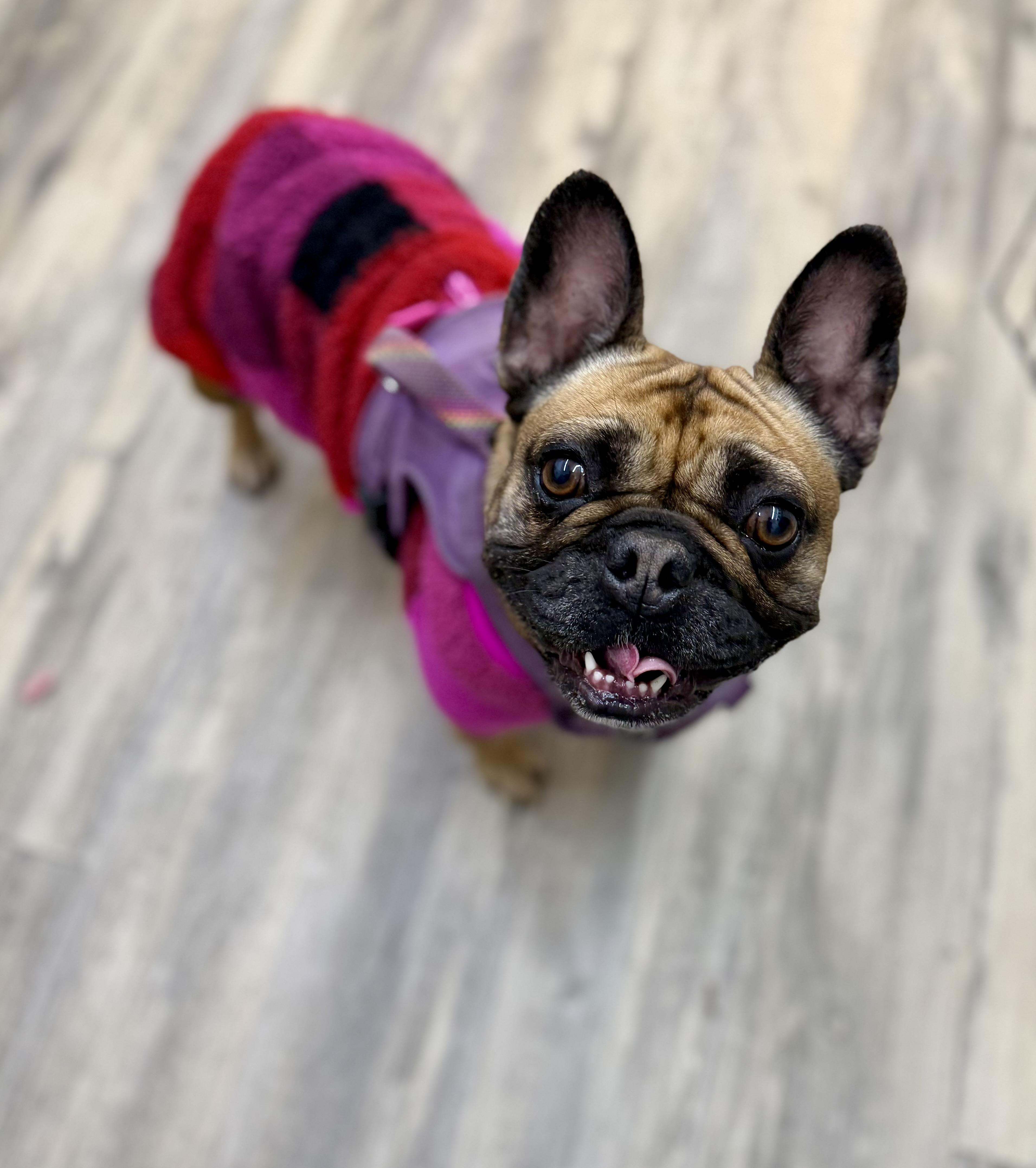 Mini — thumbnail 2