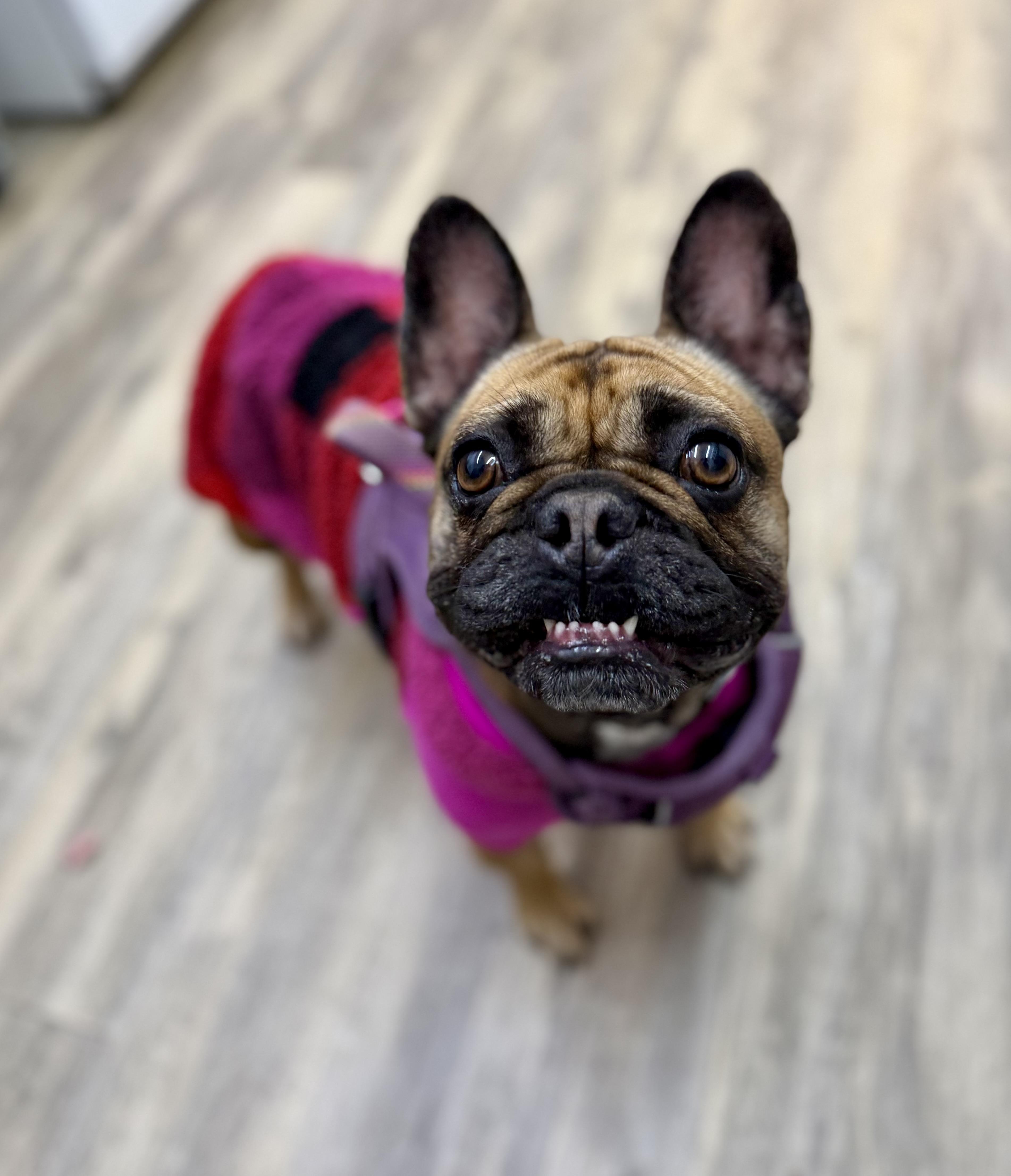 Mini — thumbnail 3