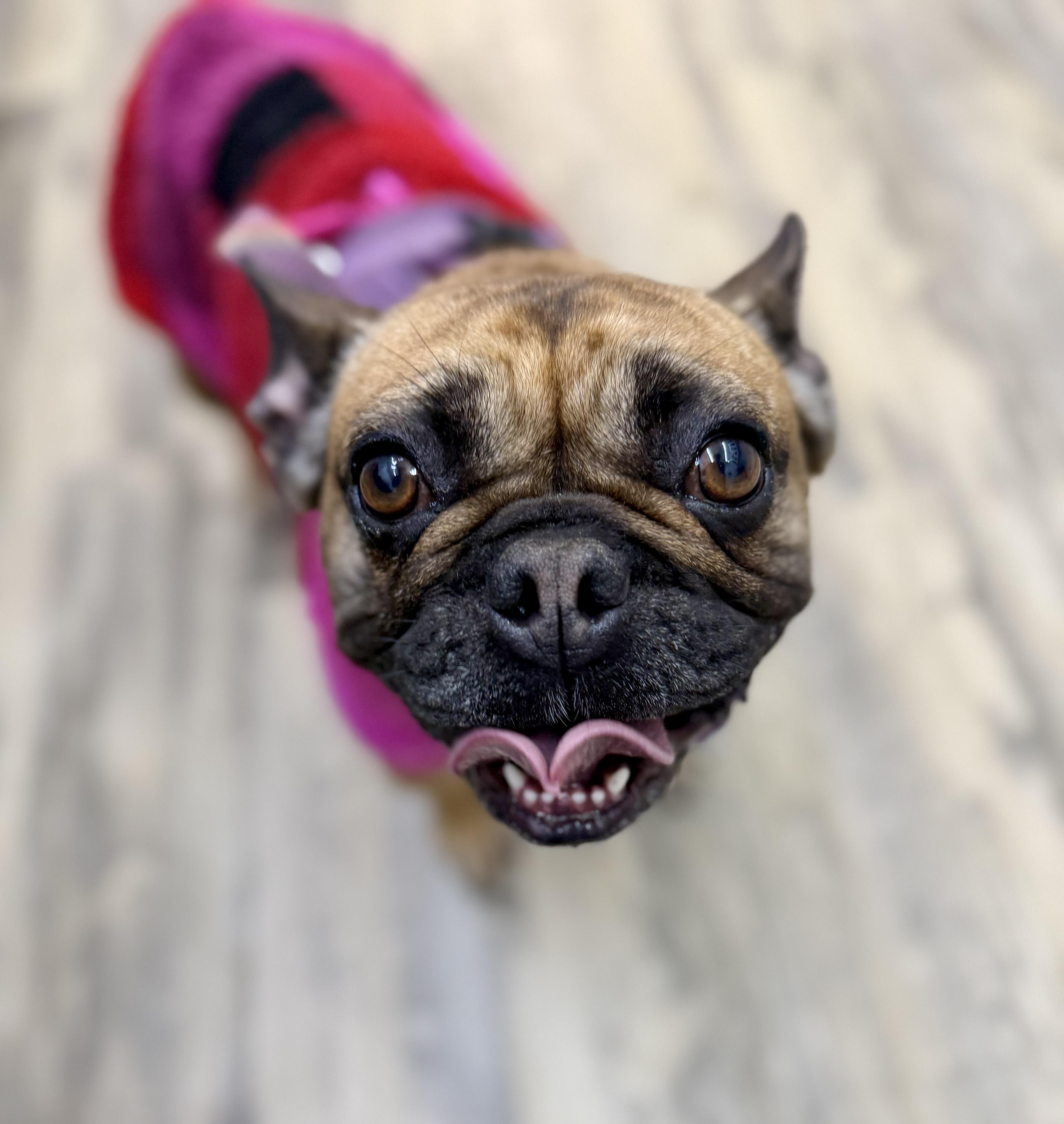 Mini — thumbnail 4