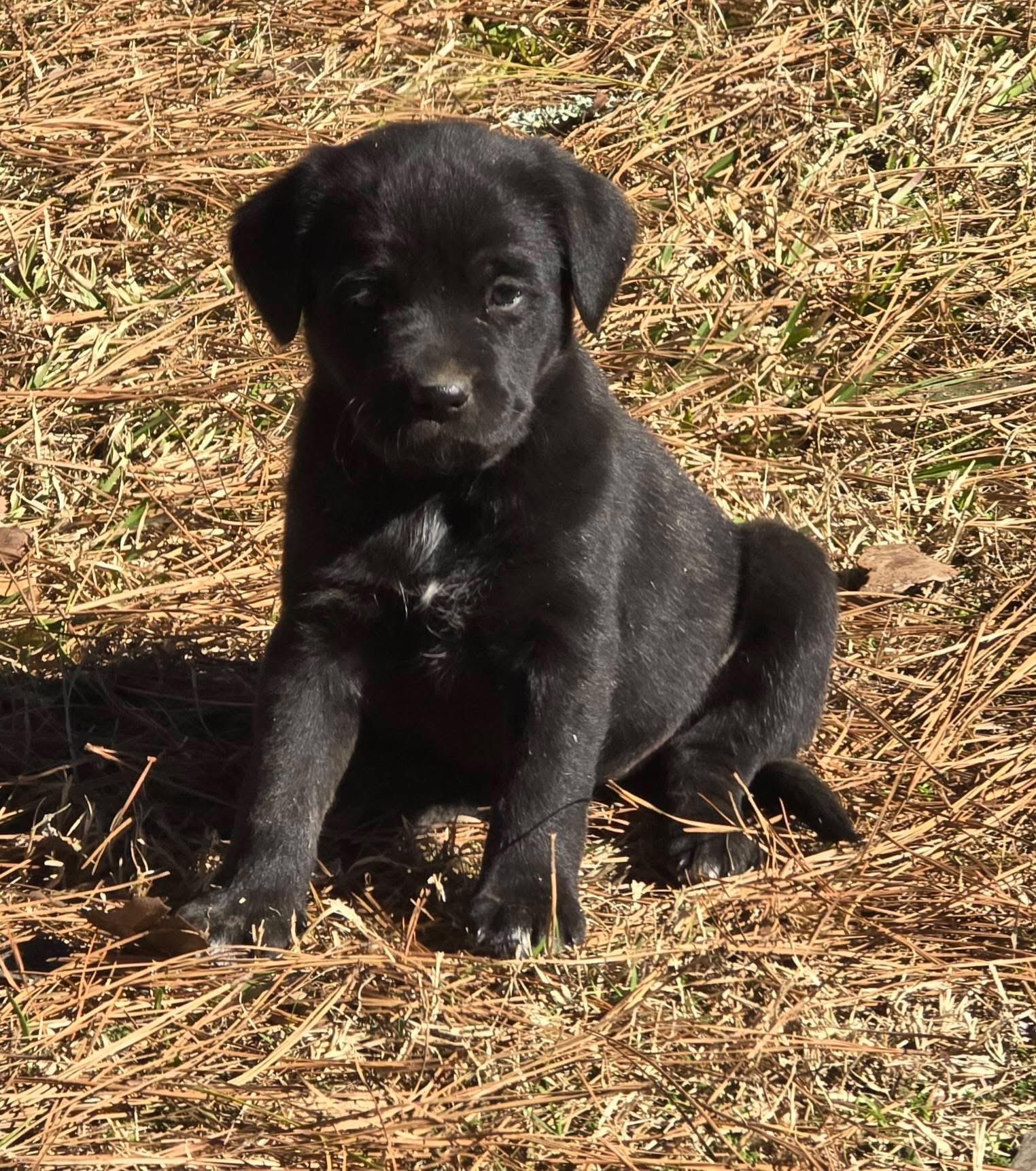 Gumdrop — thumbnail 2