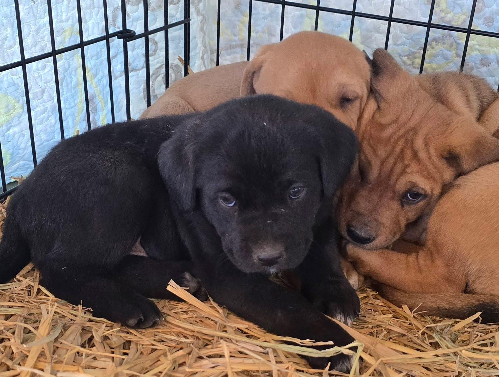 Gumdrop — thumbnail 3