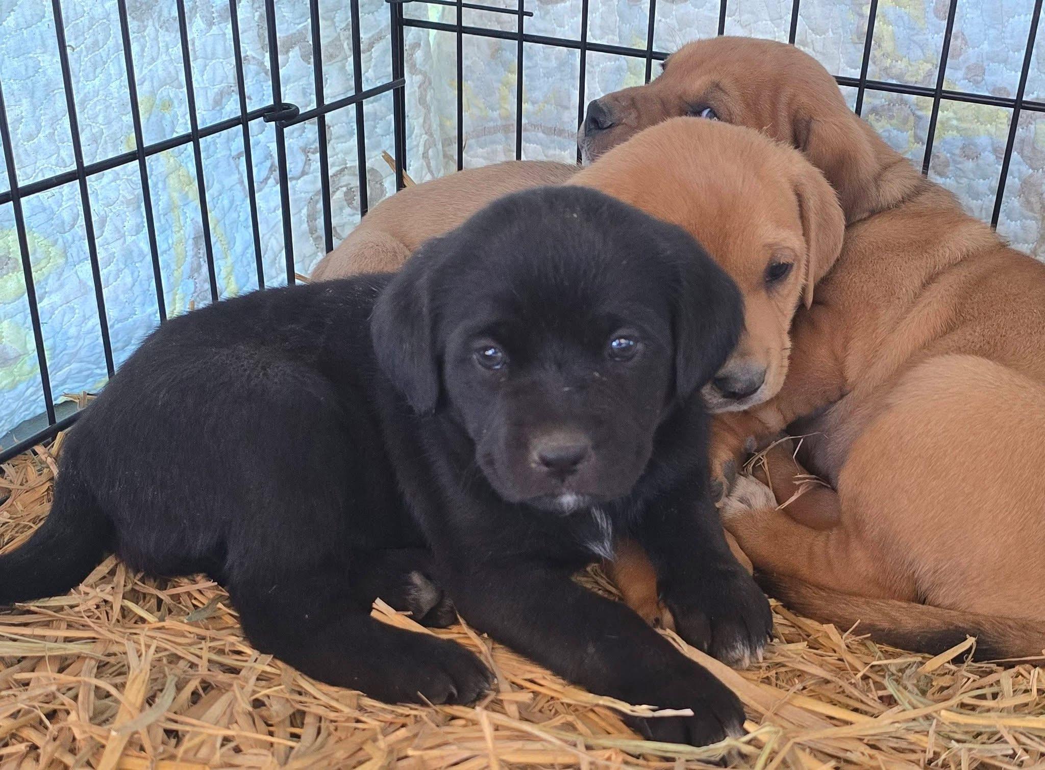 Gumdrop — thumbnail 4