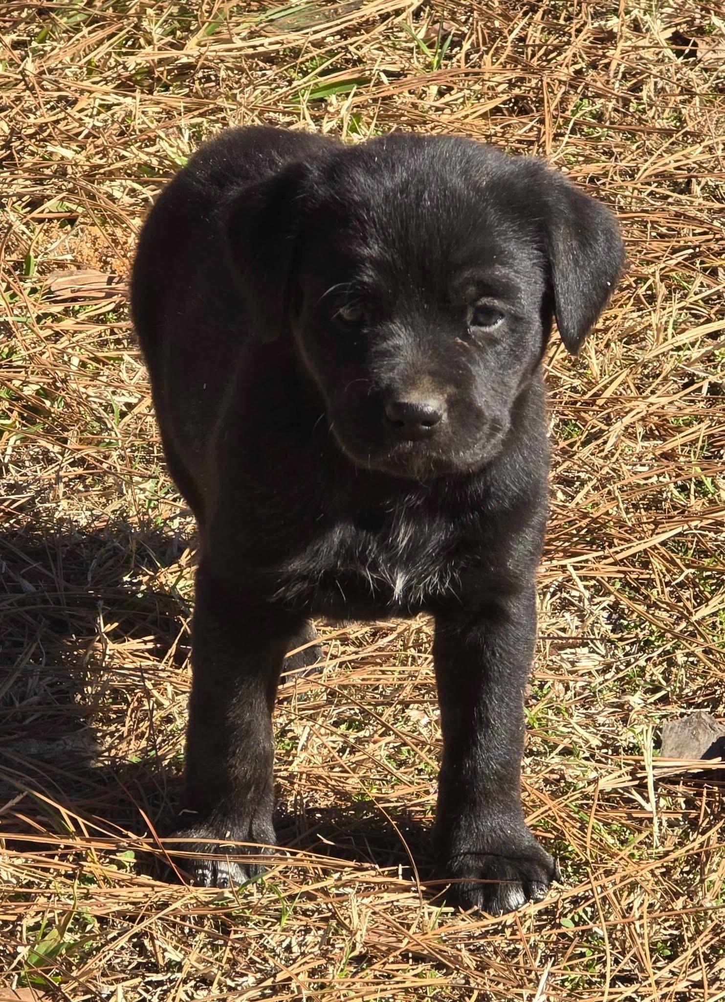 Gumdrop — thumbnail 5