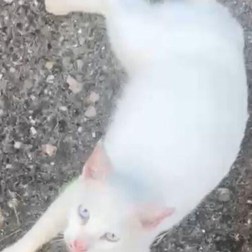 Aspen, Adoptable, Young Female Domestic Short Hair.