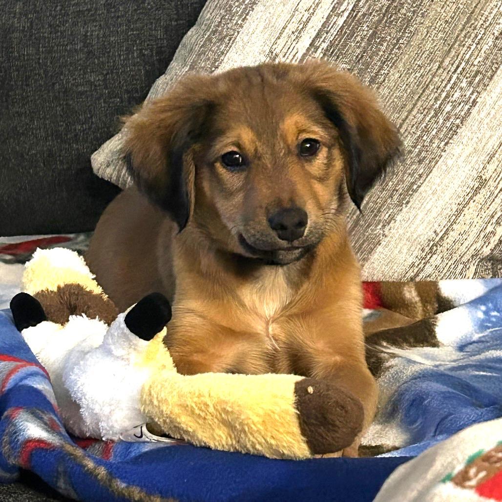 Torch, Adoptable, Puppy Male Australian Shepherd & Rat Terrier.