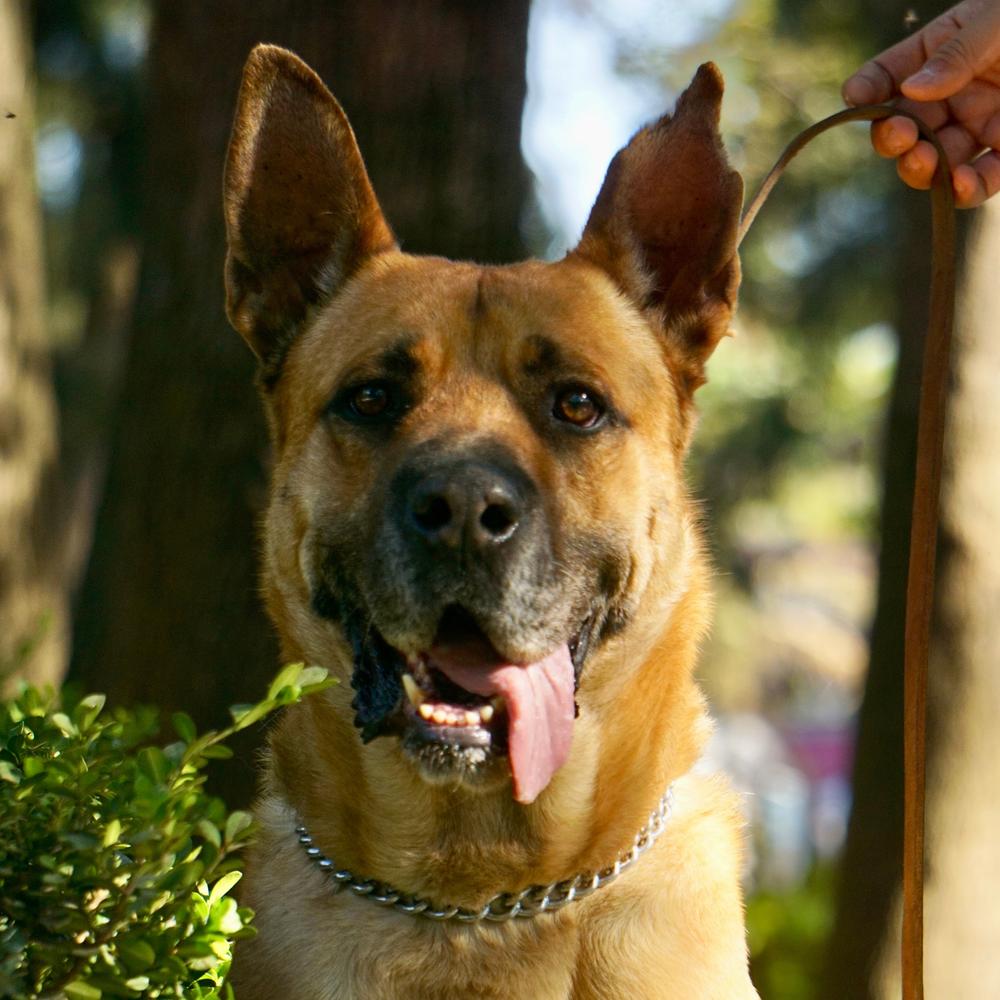 Enlarge FRANCO, a Adoptable mixed breed in Langley, BC image 1/6