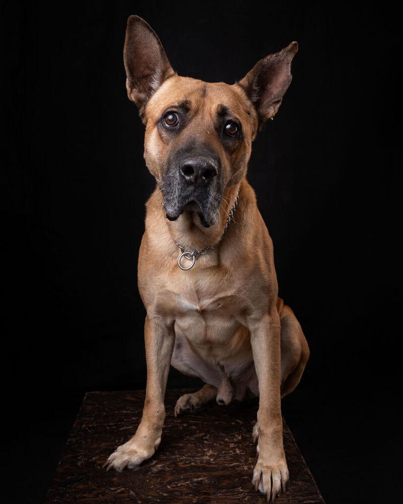 Enlarge FRANCO, a Adoptable mixed breed in Langley, BC image 2/6