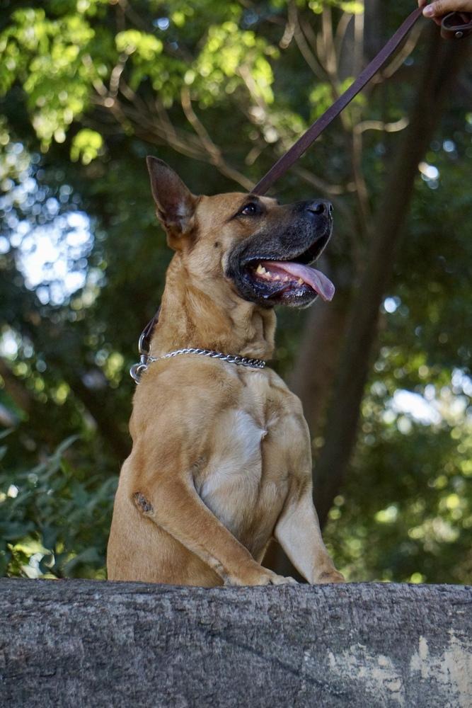 Enlarge FRANCO, a Adoptable mixed breed in Langley, BC image 3/6