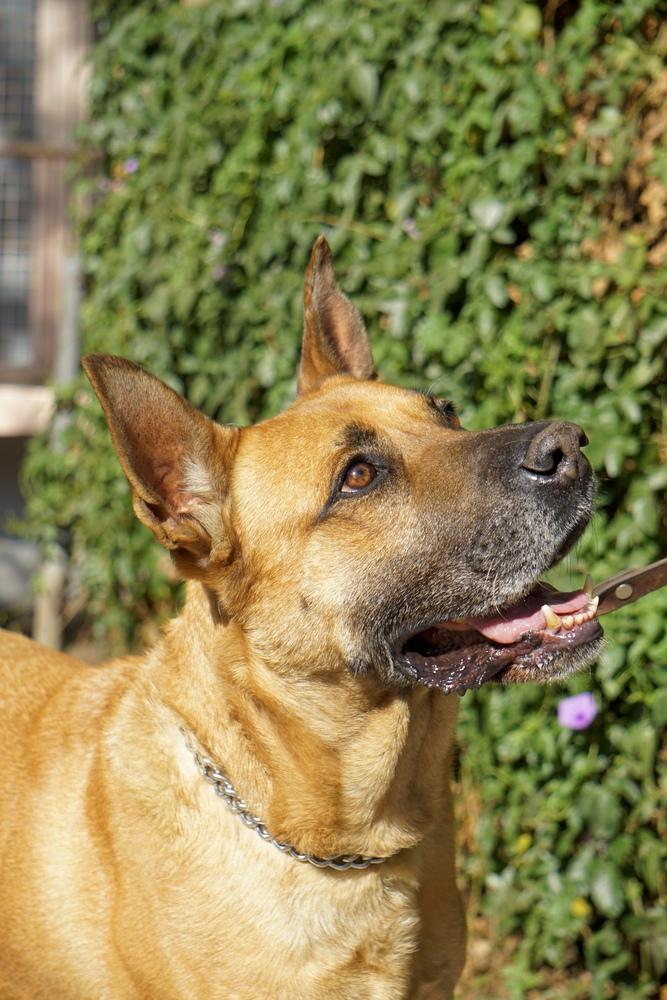 Enlarge FRANCO, a Adoptable mixed breed in Langley, BC image 4/6