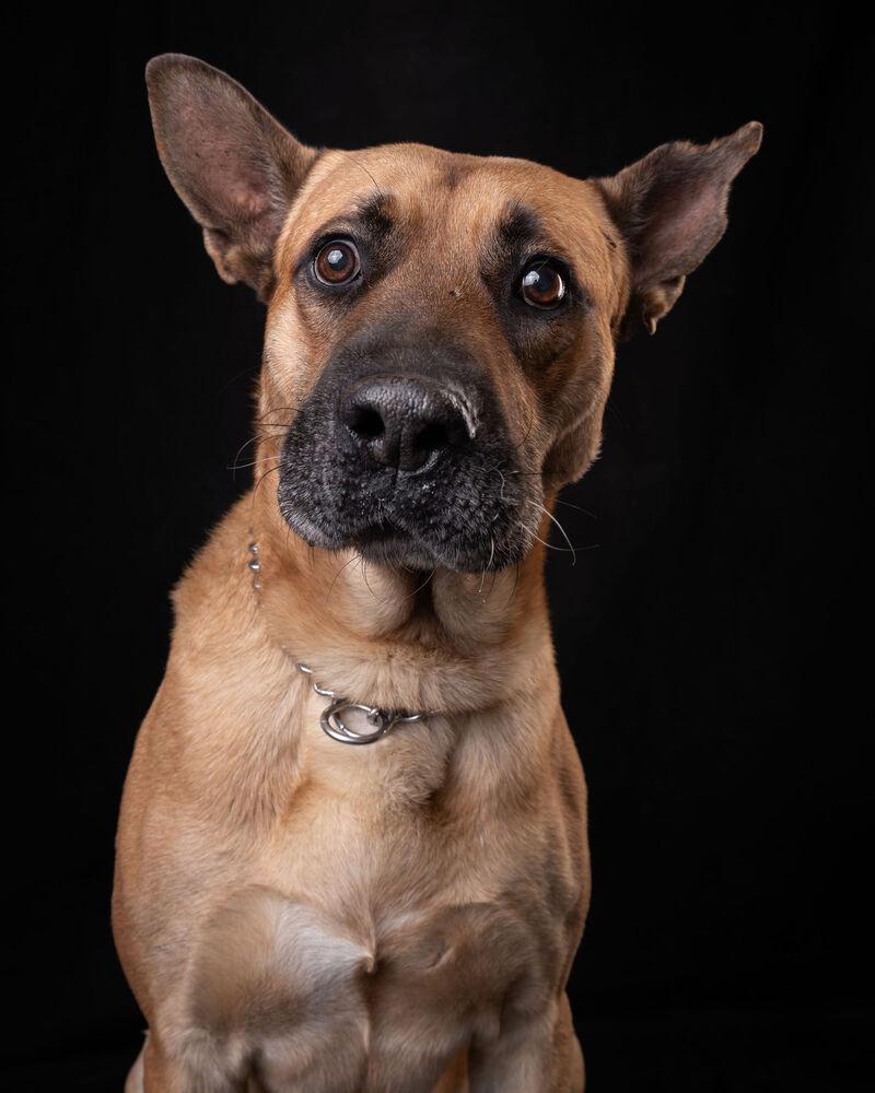 Enlarge FRANCO, a Adoptable mixed breed in Langley, BC image 5/6