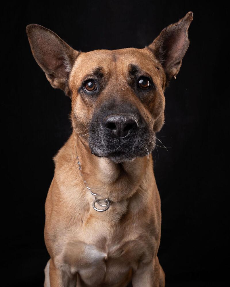 Enlarge FRANCO, a Adoptable mixed breed in Langley, BC image 6/6