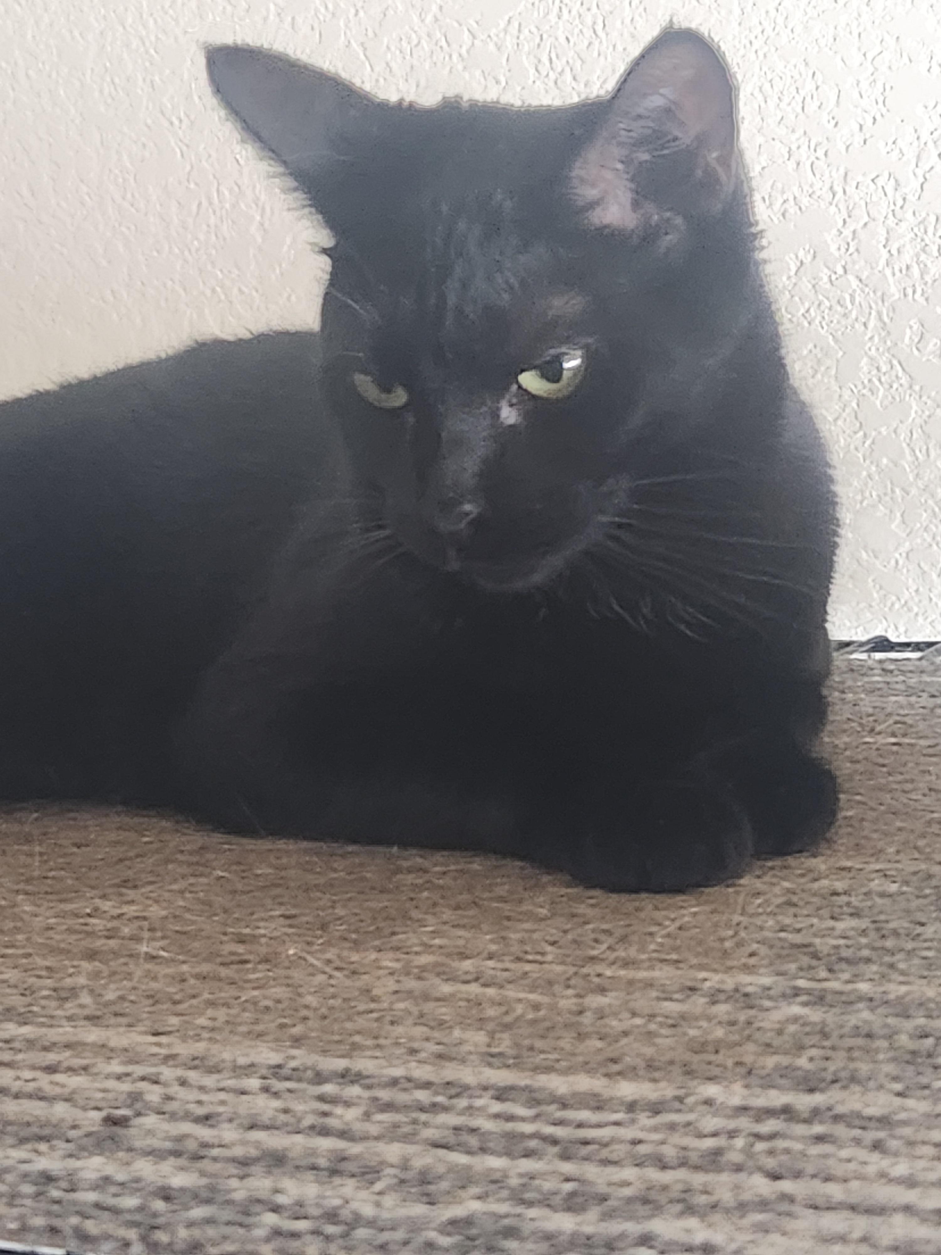 Parker, a Adoptable Domestic Short Hair in Westminster, CA image 2/4