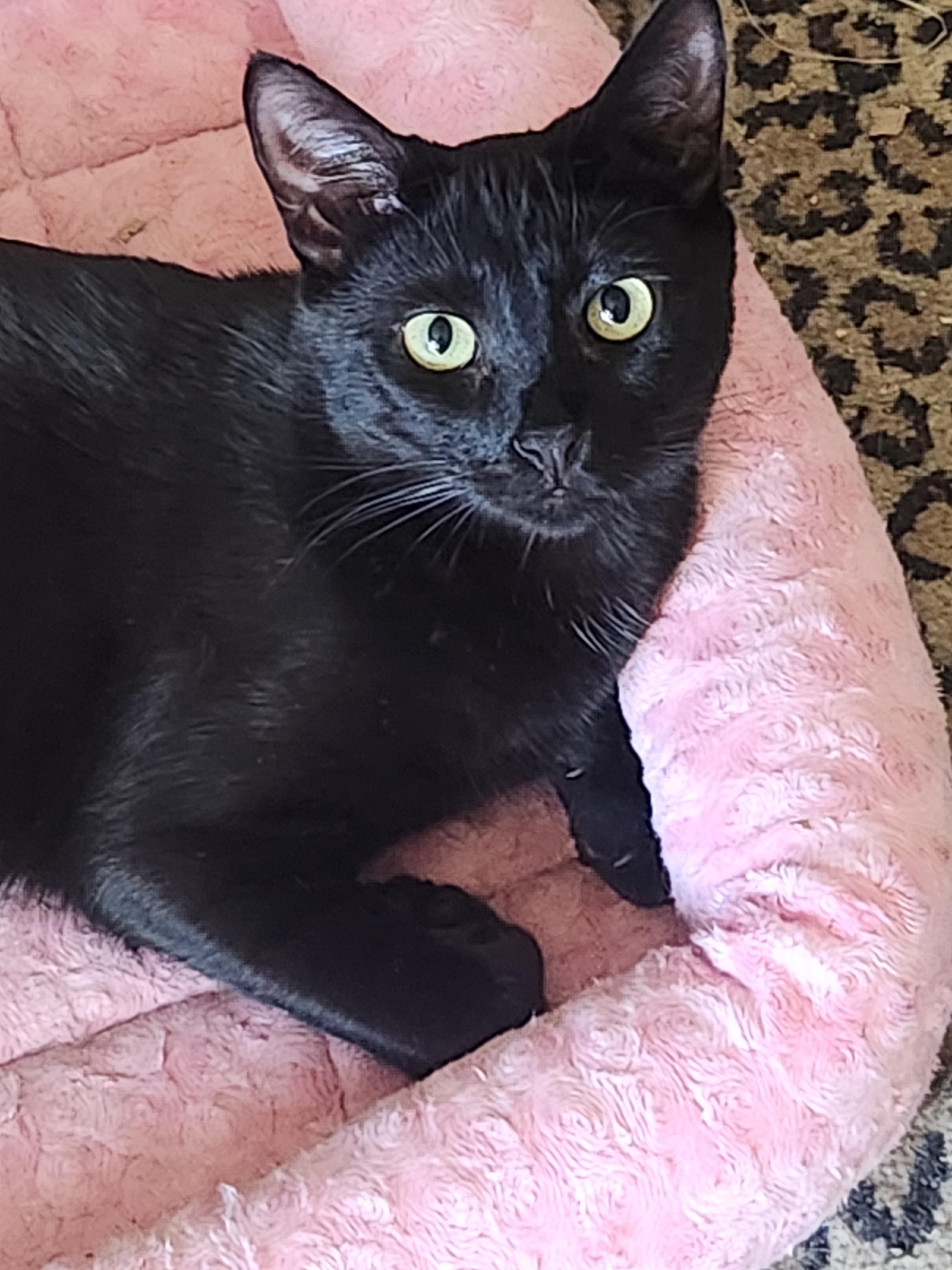 Parker, a Adoptable Domestic Short Hair in Westminster, CA image 1/4