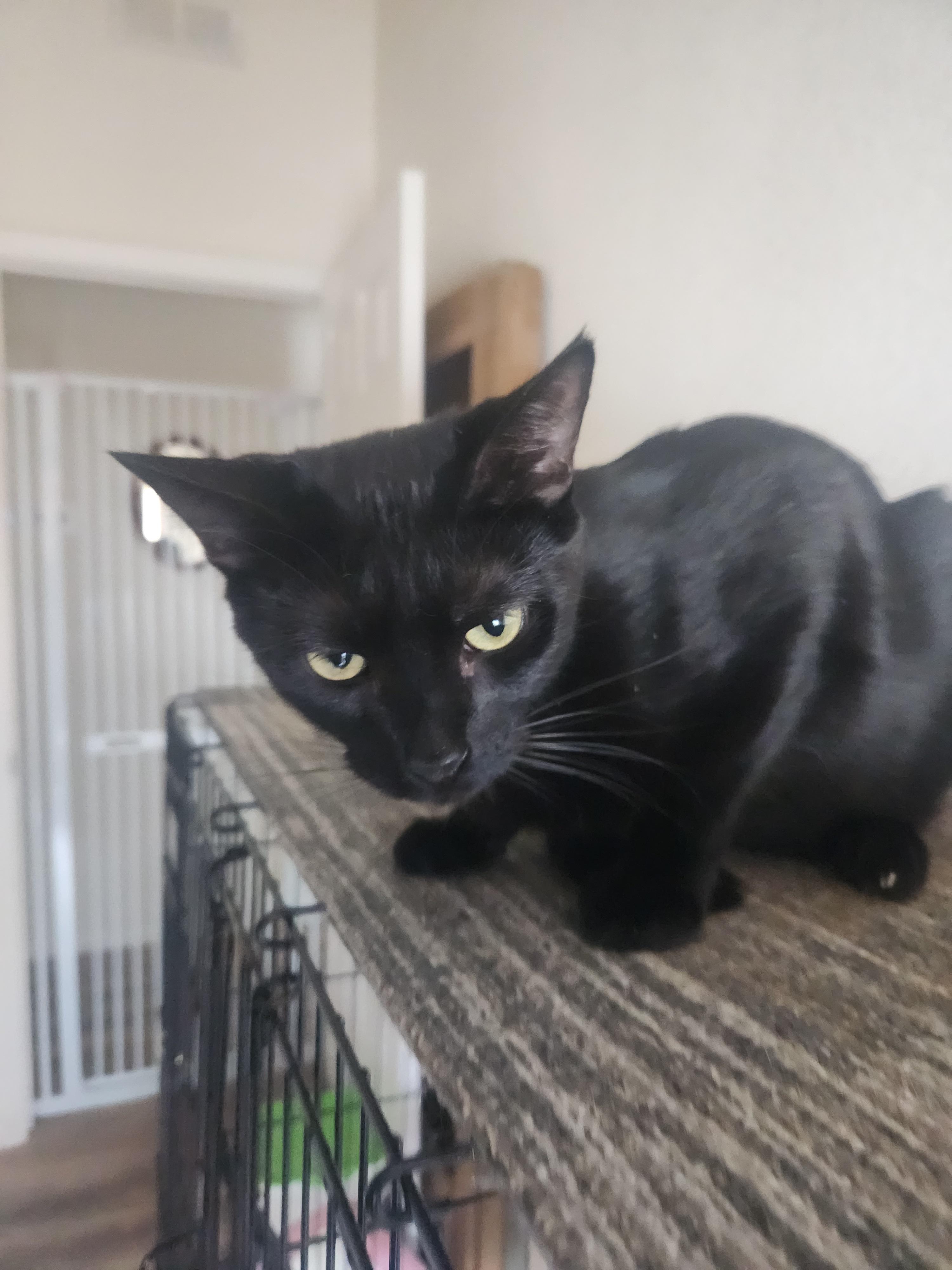 Parker, a Adoptable Domestic Short Hair in Westminster, CA image 4/4